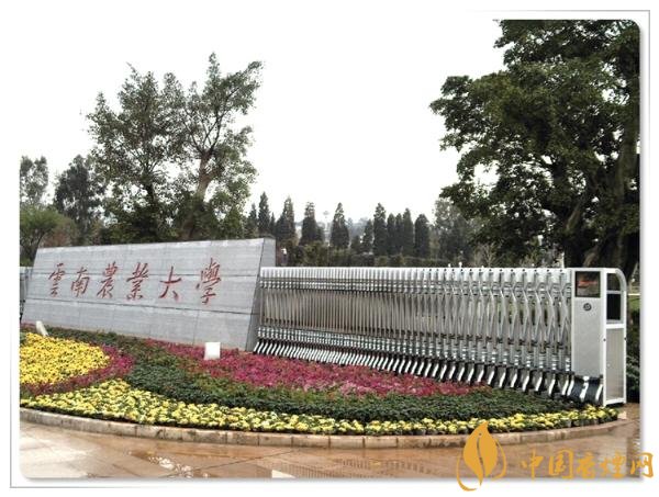 煙草專(zhuān)業(yè)大學(xué)排名，煙草專(zhuān)業(yè)就業(yè)前景好