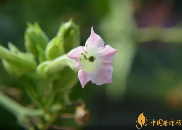 煙草花花語(yǔ)是什么，煙草花什么時(shí)候開花