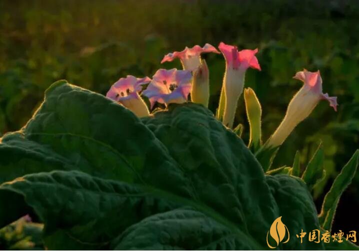 煙草花花語(yǔ)是什么，煙草花什么時(shí)候開花
