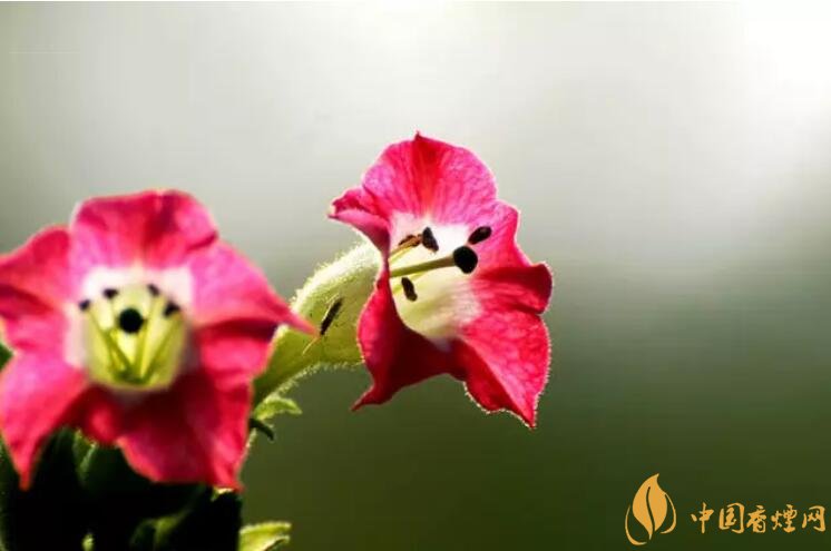 煙草花花語(yǔ)是什么，煙草花什么時(shí)候開花