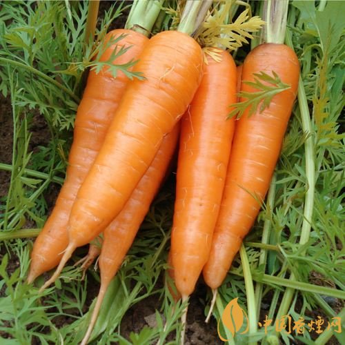 預(yù)防抽煙得肺癌，這些食物降低抽煙傷害